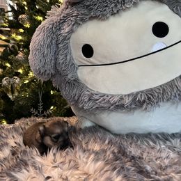 Wolf sable girl - Wolf sable female Pomeranian puppy in Taylor, Texas from Regal Poms