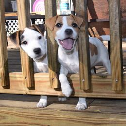 Jack Russell Terrier Puppies from Celtic River