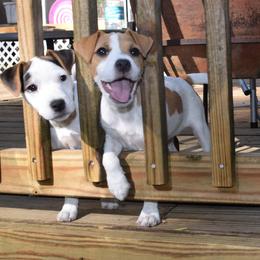 Jack Russell Terrier Puppies from Celtic River