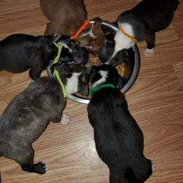Boston Terrier Puppies from The Christian Bostons