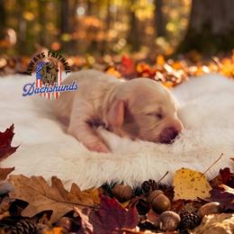 Nova - Cream female Dachshund puppy in Waverly, Ohio from Always Faithful Dachshunds