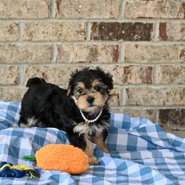 Ella - Black and tan female Morkie puppy in Guthrie, Kentucky from Happy Tail Puppies