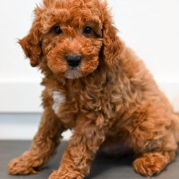 Bernedoodle and Goldendoodle Puppies from Sun Valley Goldendoodles