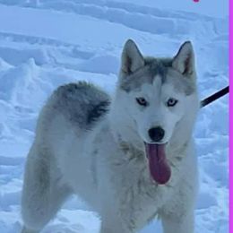 Ivy - Siberian Husky