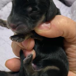 Black and cream longhair male - Black and cream male Dachshund puppy in Bethany, Connecticut from Mardox Dachshunds
