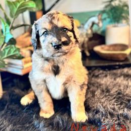 Nevada James - Merle male Saint Berdoodle puppy in Mesa, Arizona from Desert Bohunk Doodles and Branded Bullies