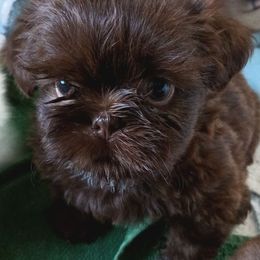 Shih Tzu Puppies from Mia AKC Shih Tzus