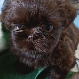 Shih Tzu Puppies from Mia AKC Shih Tzus