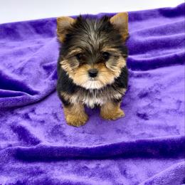 Benji - Black and tan male Yorkshire Terrier puppy in Sandy Hook, Kentucky from The Royal Yorkie Den LLC