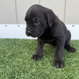 Brown callor - Black male Cane Corso puppy in Morgan Hill, California from Corso Empire