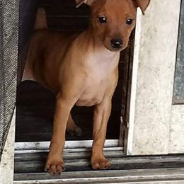 Miniature Pinscher Puppies from Sidels Miniature Pinscher