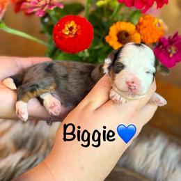 Biggie - Blue merle male Aussiedoodle puppy in Lancaster, Minnesota from Finney Ranch