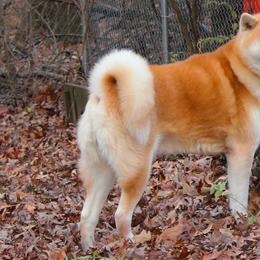 Ben - Akita