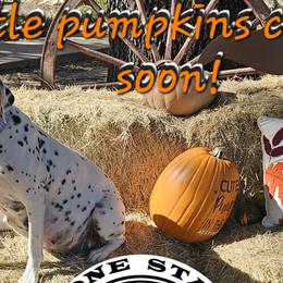 Dalmatians from Lone Star Dalmatians
