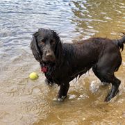 Lyndi - Boykin Spaniel