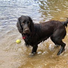 Lyndi - Boykin Spaniel