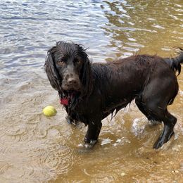 Lyndi - Boykin Spaniel