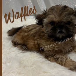 Waffles - Gold male Shih Tzu puppy in Hayden, Idaho from Phoenix Shih Tzu
