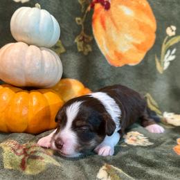 Maple - Red tri-color female Aussiedoodle puppy in York, Pennsylvania from Puppies at The Happy Acre Farm
