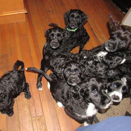 Portuguese Water Dog Puppies from Topsail PWDs