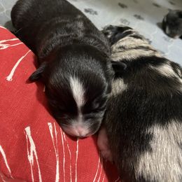 Black tri male - Black tri-color Australian Shepherd puppy in Tennessee from PaintedS Aussies