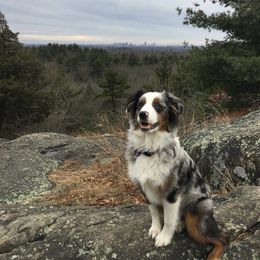 Miniature Australian Shepherd and Toy Australian Shepherd All Grown Up from 2Lazy2P Mini Aussies