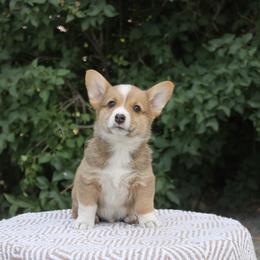 Pembroke Welsh Corgi Puppies from BW Corgis