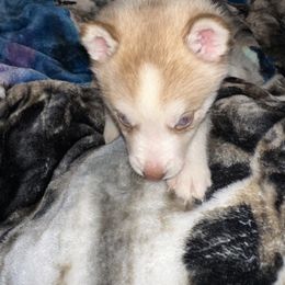 Siberian Husky Puppies from Feazell’s Siberian Huskies