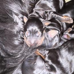 Boy 4 - Black and tan male Gordon Setter puppy in Luttrell, Tennessee from Whistler's Farm