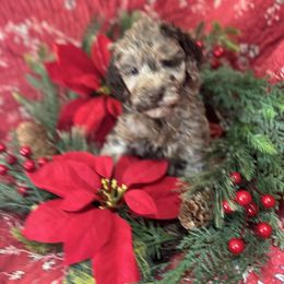 Alameda - Merle female Labradoodle puppy in Somerset, California from Annie’s Animals