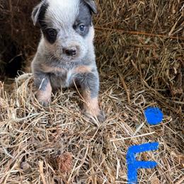 Girl 4 - Blue female Australian Cattle Dog puppy in Apollo, Pennsylvania from Circle V Ranch Cattle Dogs