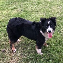 Kona - Australian Shepherd