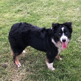 Kona - Australian Shepherd