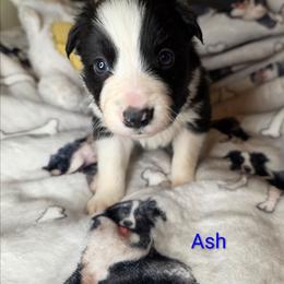 Ash - Black and white male Border Collie puppy in Gaffney, South Carolina from On the Lamb
