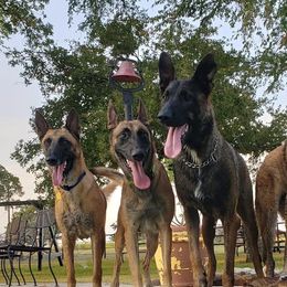 Belgian Malinois from Wiseman Farms
