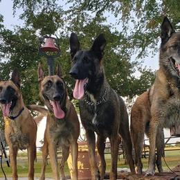 Belgian Malinois from Wiseman Farms