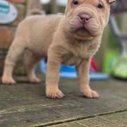 Reba - Isabella dilute female Chinese Shar-Pei puppy in Salem, Ohio from WrinkleMonsters