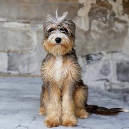 Winston - Bernedoodle