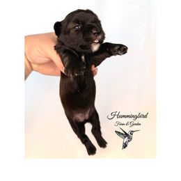 Yorkshire Terrier Puppies from Hummingbird Farm & Gardens