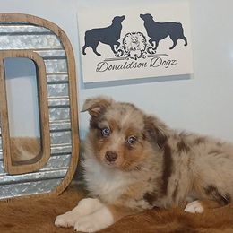 Star - Red merle female Miniature Australian Shepherd puppy in Elkhart, Texas from Donaldson Dogz