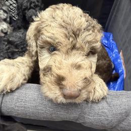 Red Collar - Red merle male Assorted Doodle Crosses puppy in Richmond, Texas from Blessed B Farm & Doodles