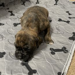 Boxer Puppies from Caprock Boxers