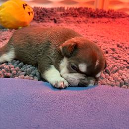 Kiss - Tricolors female French Bulldog puppy in Boyne City, Michigan from Gichigami French Bulldogs