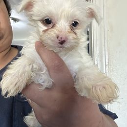 Snow White - Chocolate, tan and white female Yorkshire Terrier puppy in Rochester, New York from Tnt Yorkies and Cosmic corgis