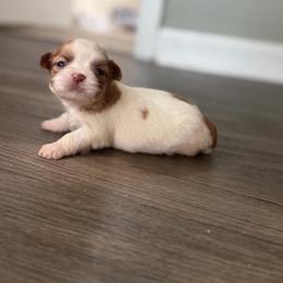 Girl - Liver and white female Shih Tzu puppy in Union City, Georgia from Chinx Puppy Songs