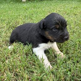 Michael - Black tri-color male Australian Shepherd puppy in Mount Vernon, Texas from RJ's Aussie Posse