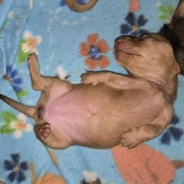 Girl 2 - Cream female Dachshund puppy in Edinburg, Virginia from Hunter Lane Dachshunds