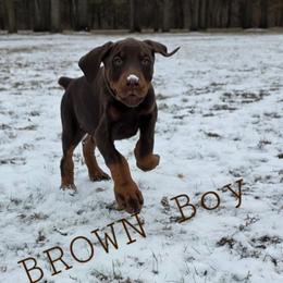 Brown - Red and rust male Doberman Pinscher puppy in Knox, Indiana from Double River Dobermans