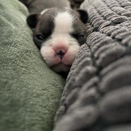 French Bulldog Puppies from The Frenchie Lady Co.