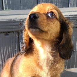 Dachshund Puppies from Ivy Willow Dachshunds